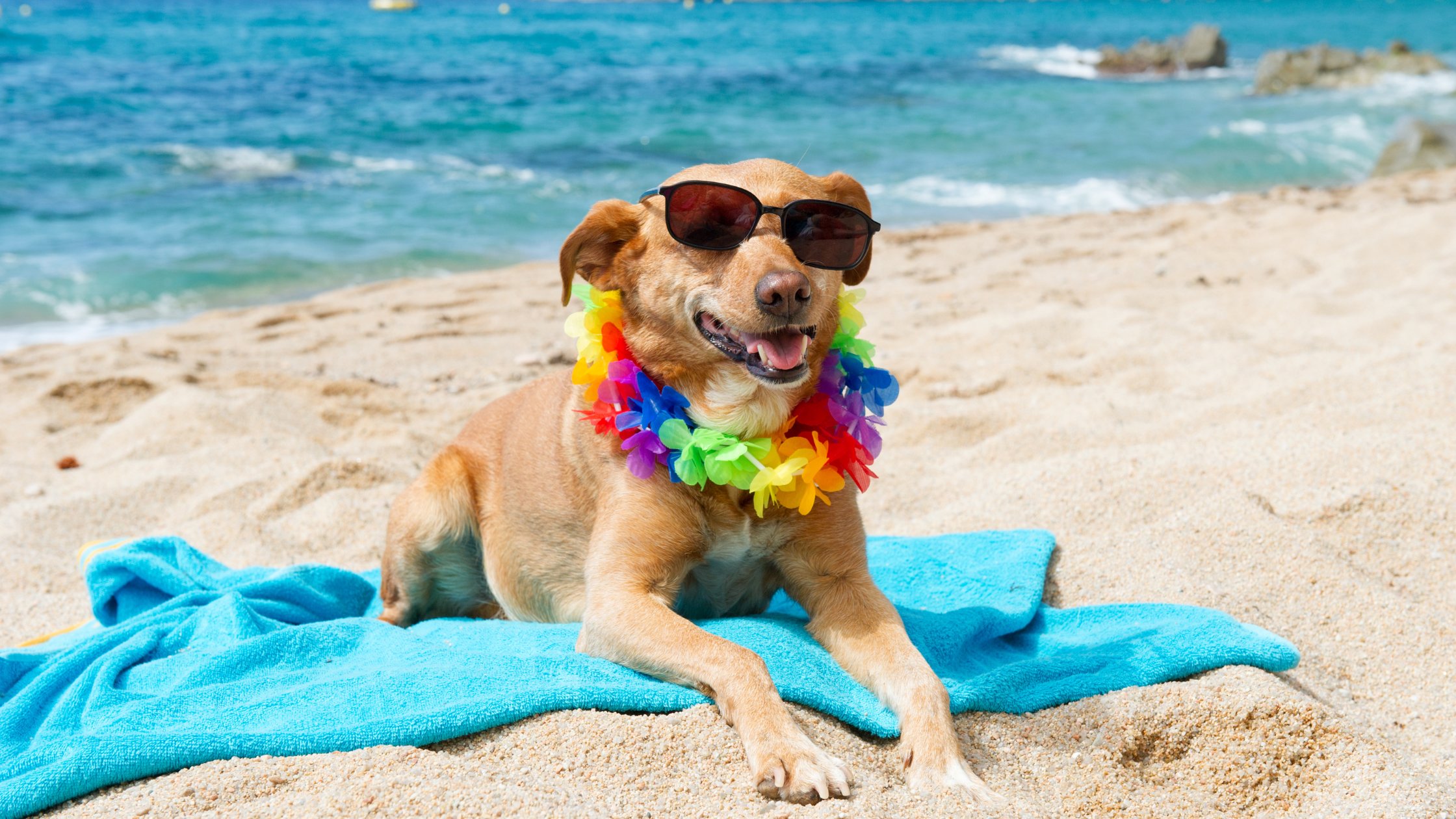 SALTY-DOG-blog